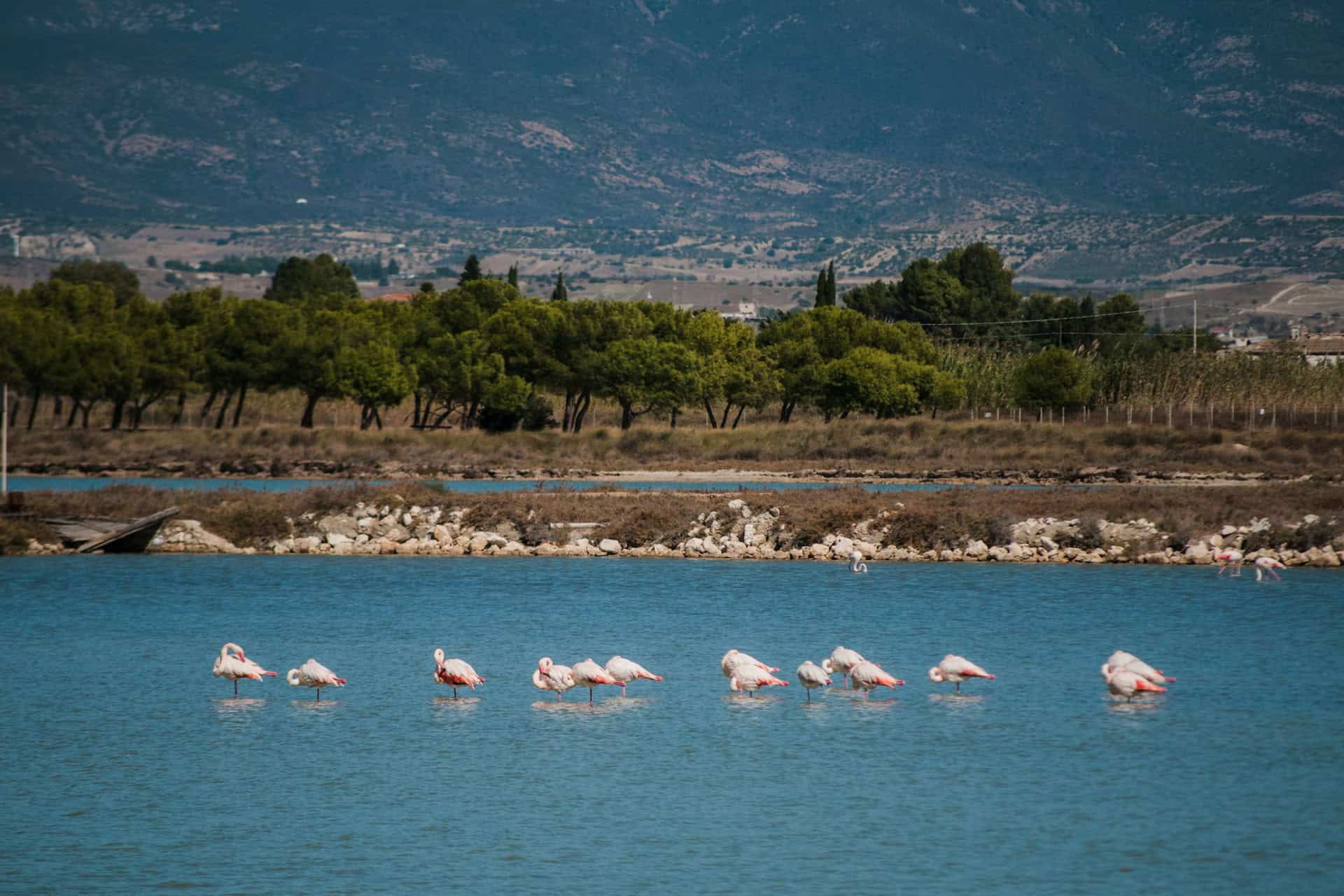 Flamingos